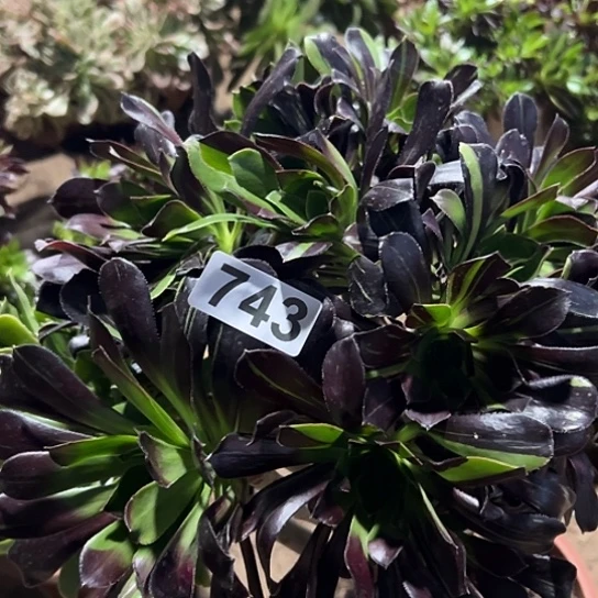 轩***宝多肉植物一个水墨743