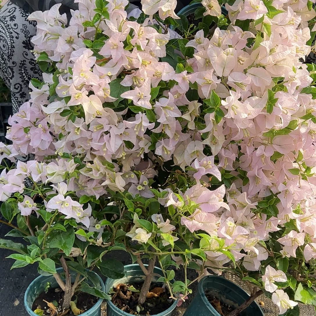 大部分花苞少量开放苹果花掌中宝一棵