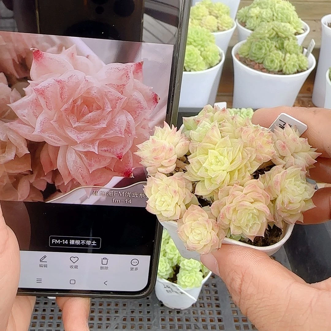 【闪购商品】1001-109（fm-14）