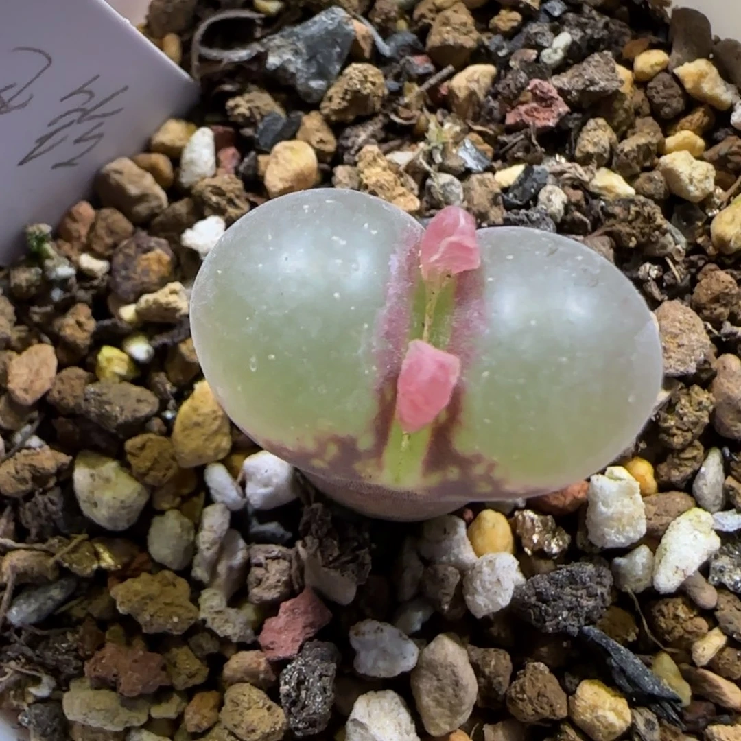 12.9。   优选红风铃有伤。    2047