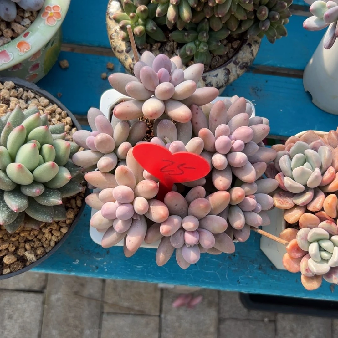 念*安多肉植物一物一拍