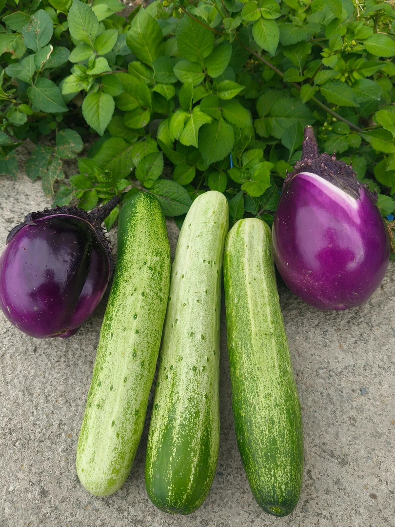 【黄瓜茄子混装】贵州本地老品种露天种植 现摘现发