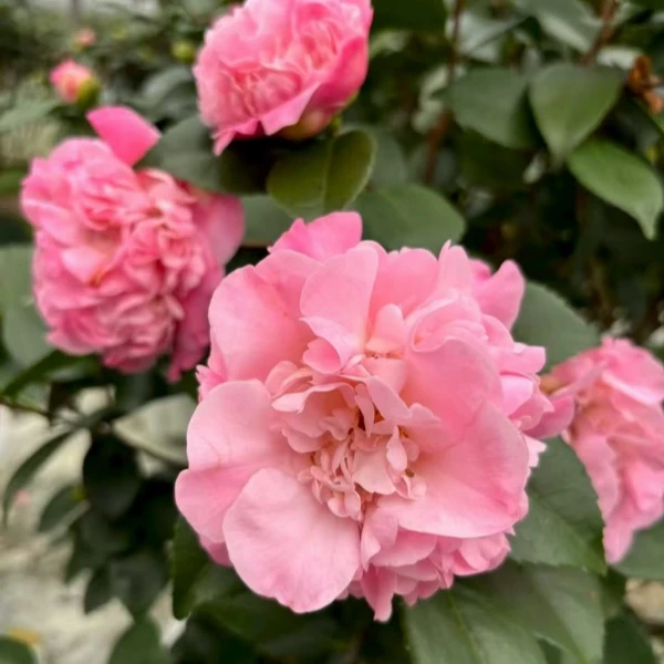 精选粉色香妃山茶花一物一拍