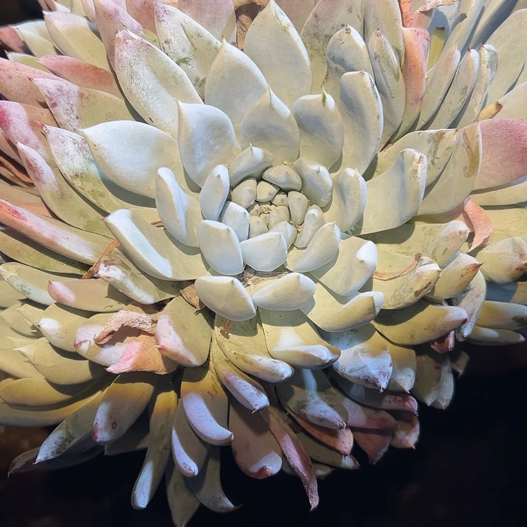 梓*3代杂交女杯多肉。