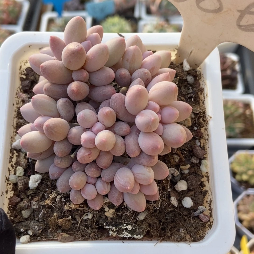 886婴儿手指多肉植物