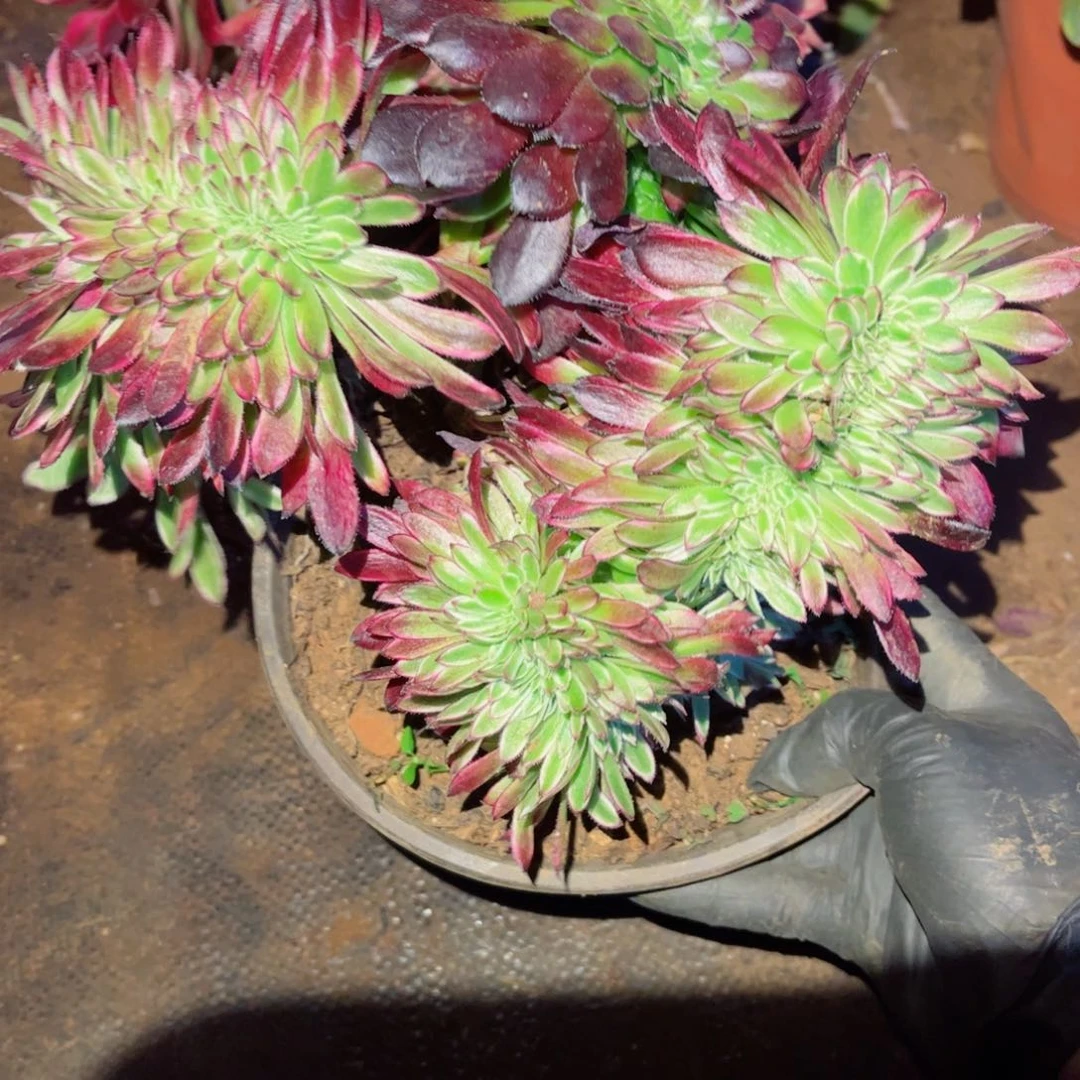 多肉植物314水墨丹青