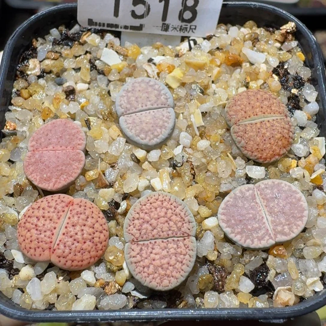 Ssss精品生石花1518