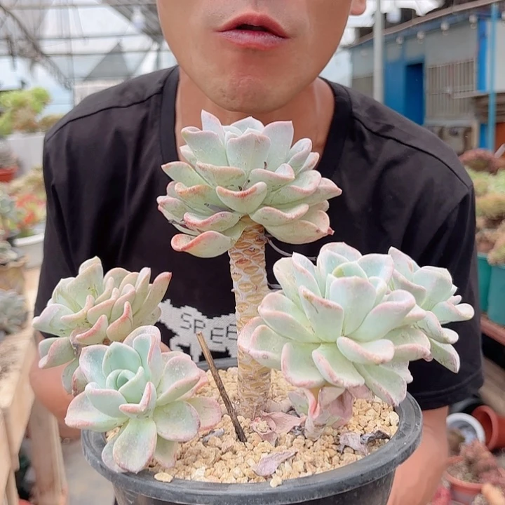 美尻肉肉老桩盆栽