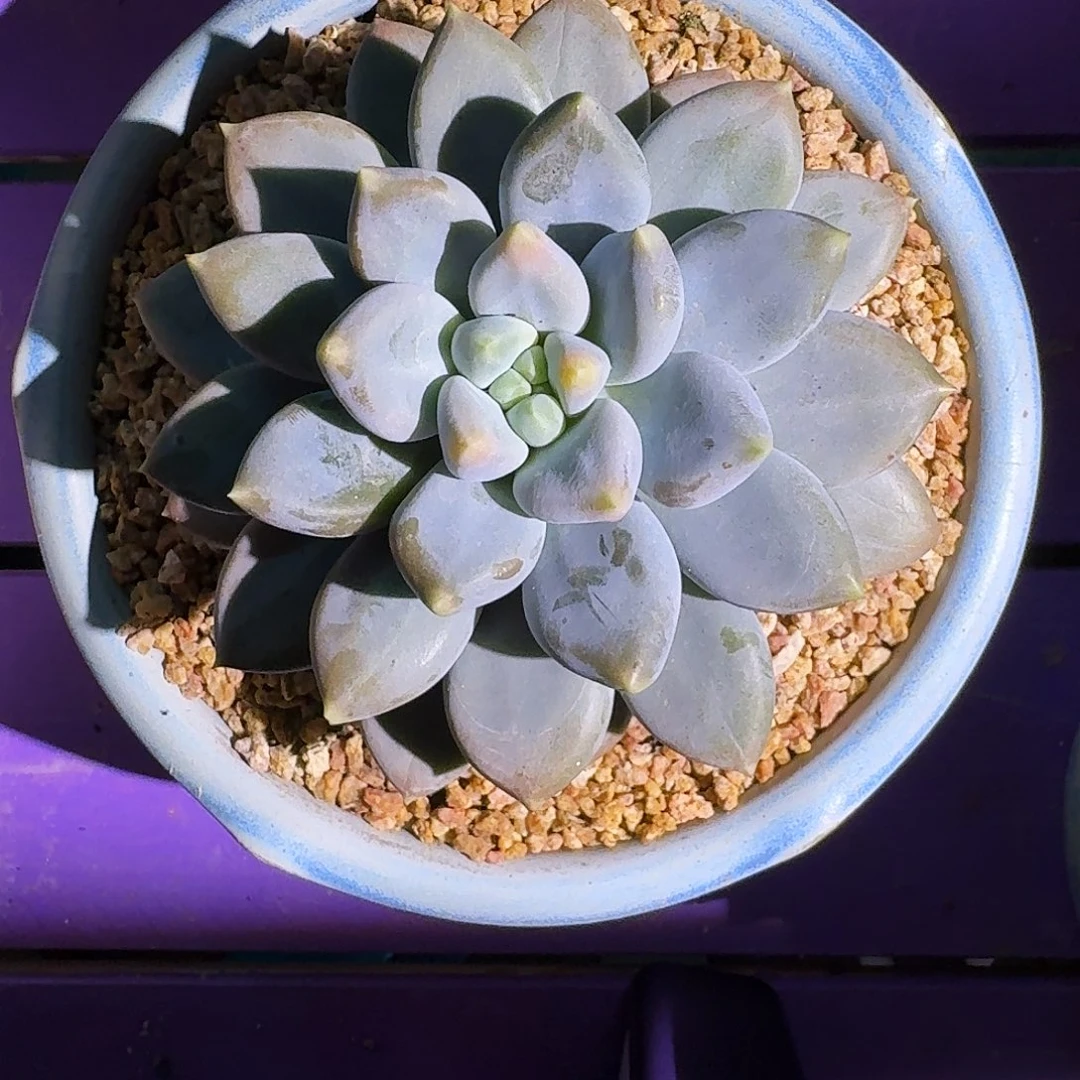 黄胖体 哥特 单头 一物一拍