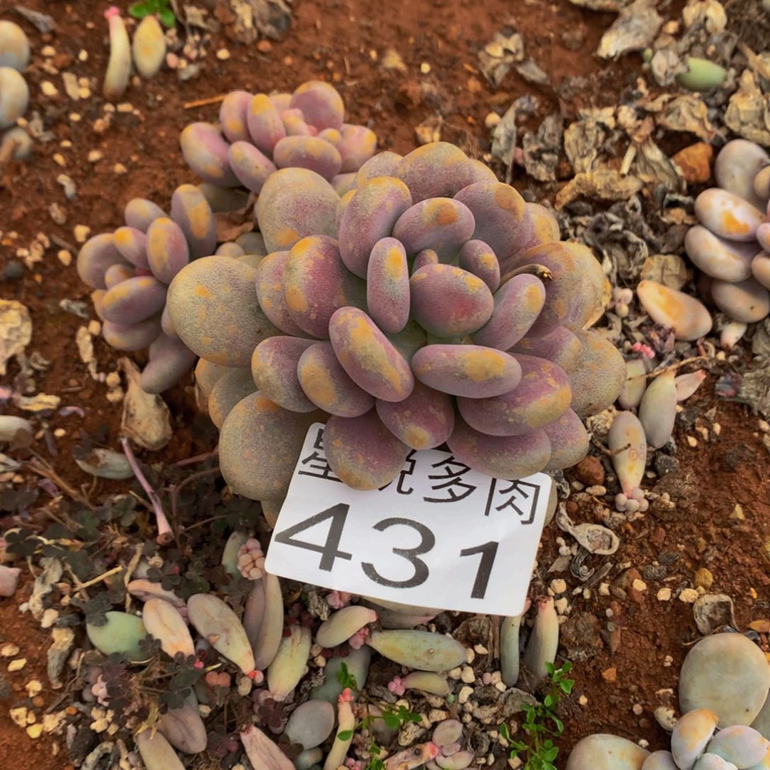 431月美人精品多肉