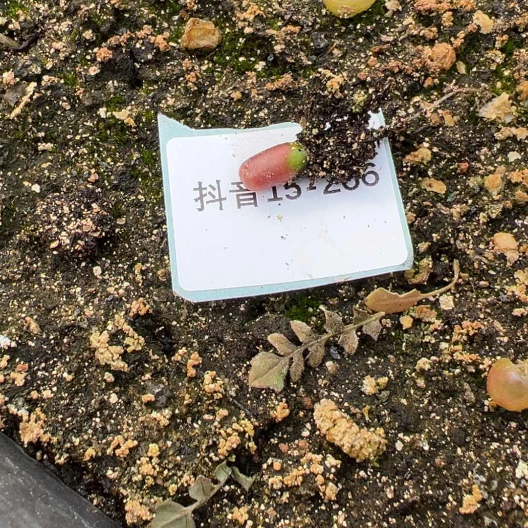 15-266量拍50km风铃一颗，多肉