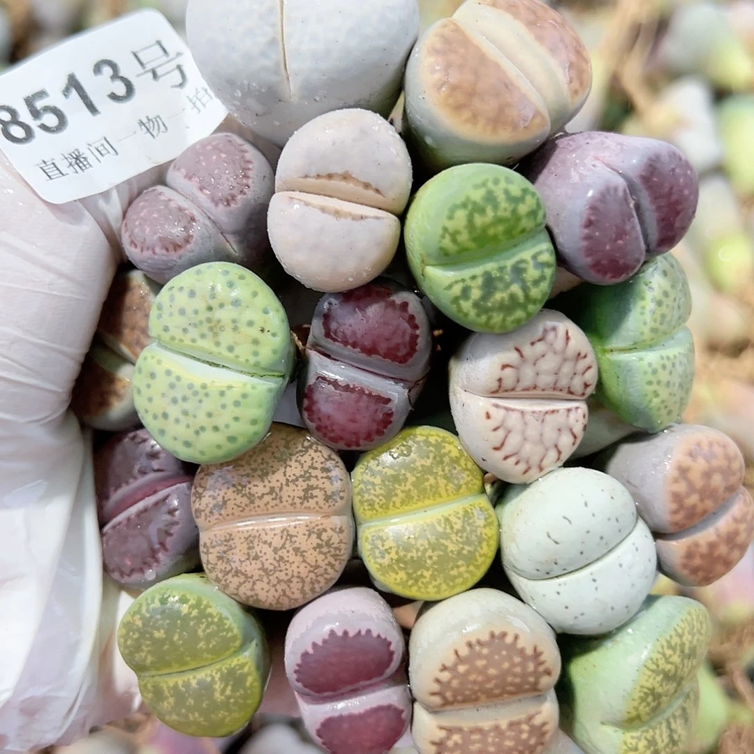 8513 好养易活生石花大母本20个