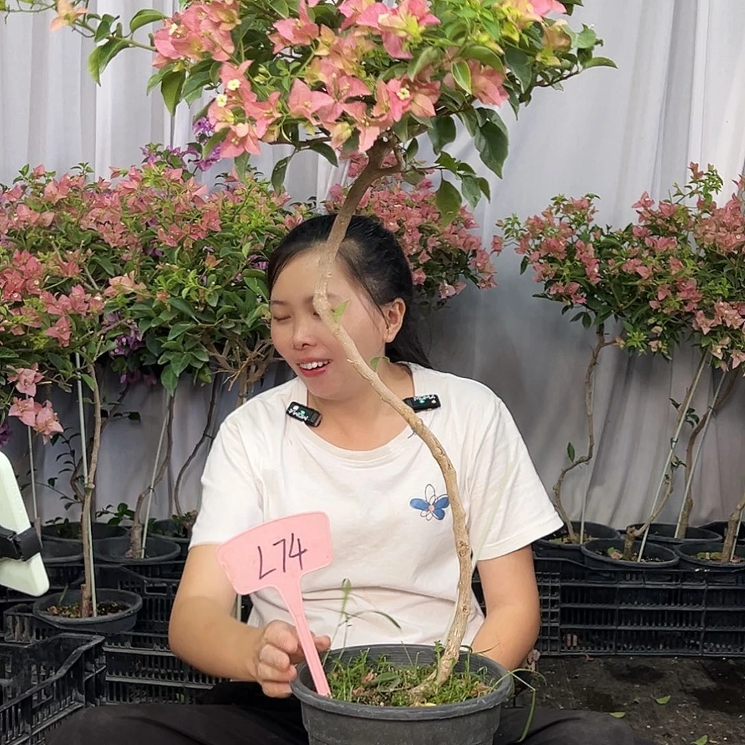 ****s当前无花栽培后可以开花L74卡亚塔
