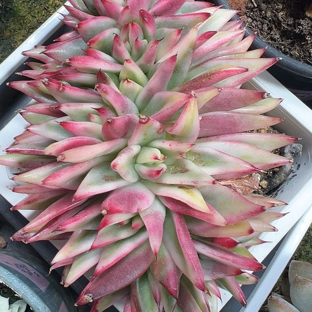 乌木锦缀多肉植物