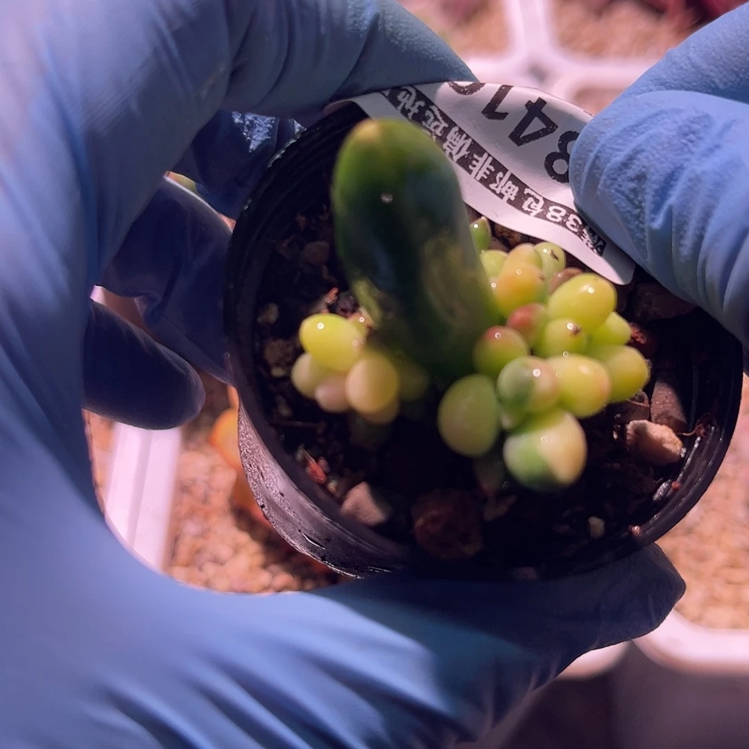 越***竹尚品园艺福利锦8416