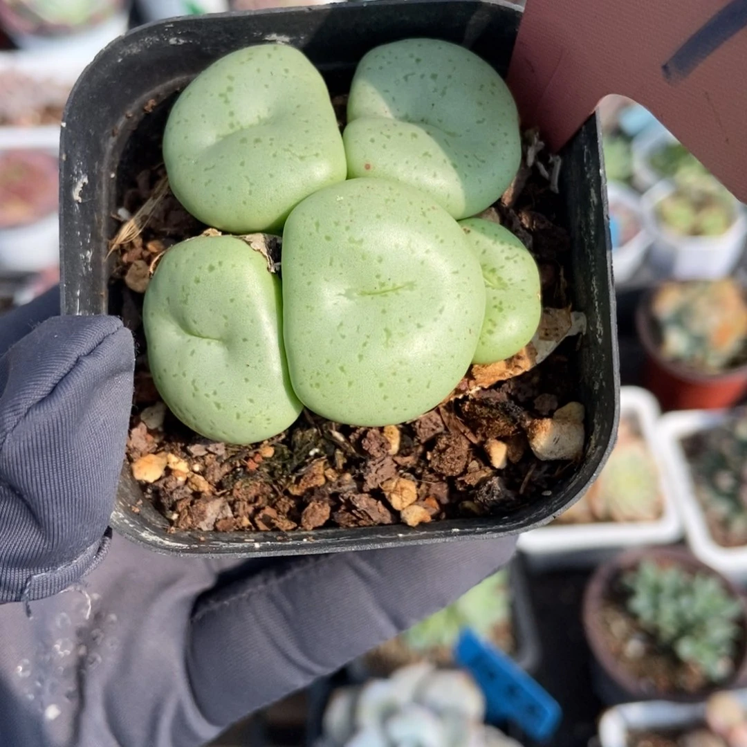 657大饼多肉植物duopol