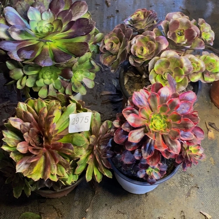 4盆多肉断头不包2975