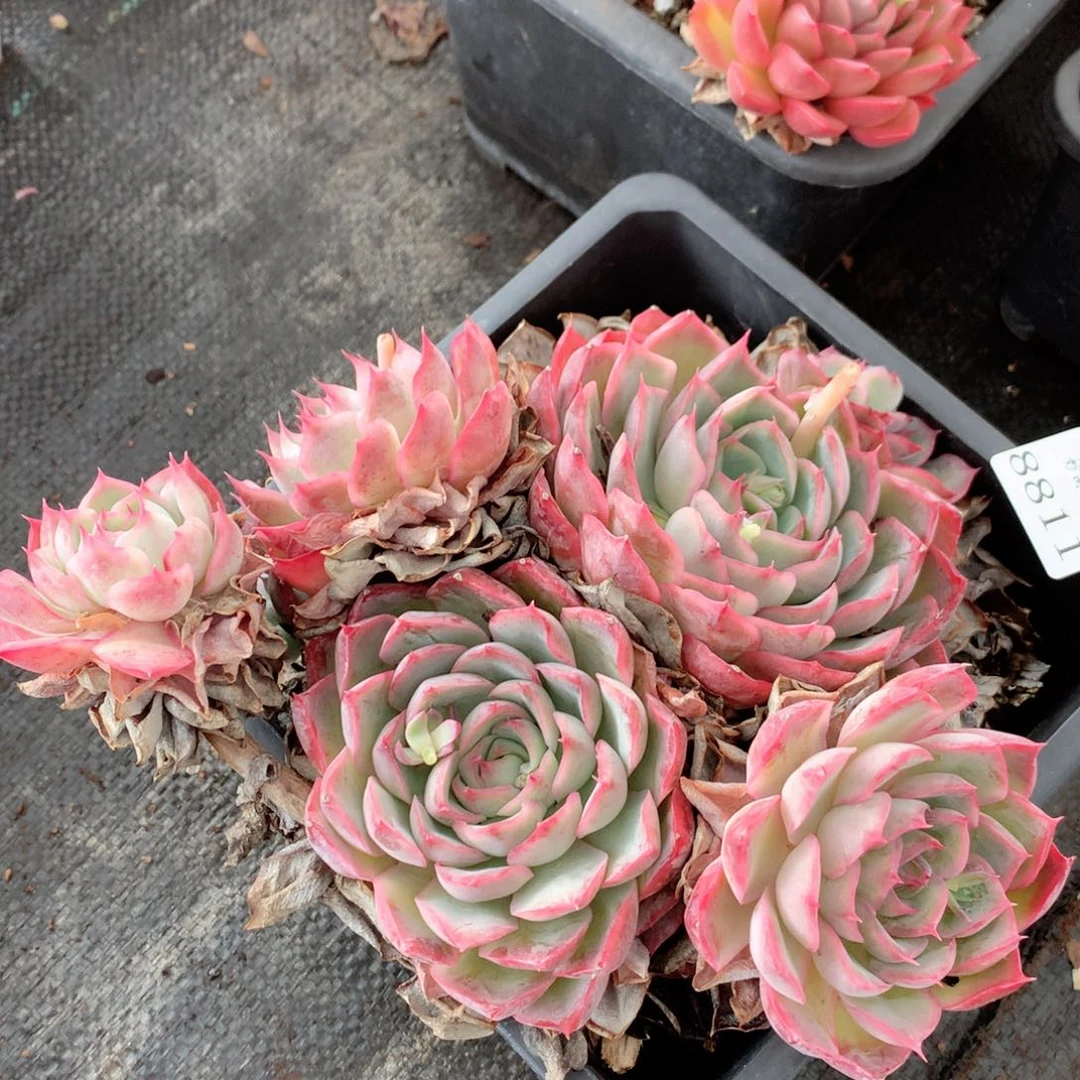 8811杂交多肉植物基地