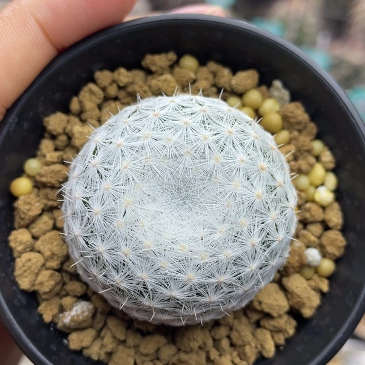 立刺春星          实生根