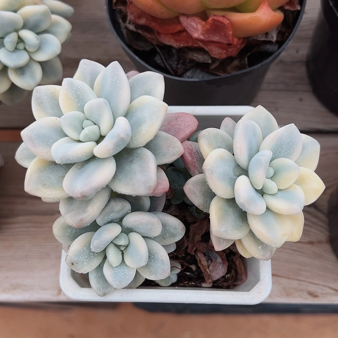 6-25-6精控洛神锦