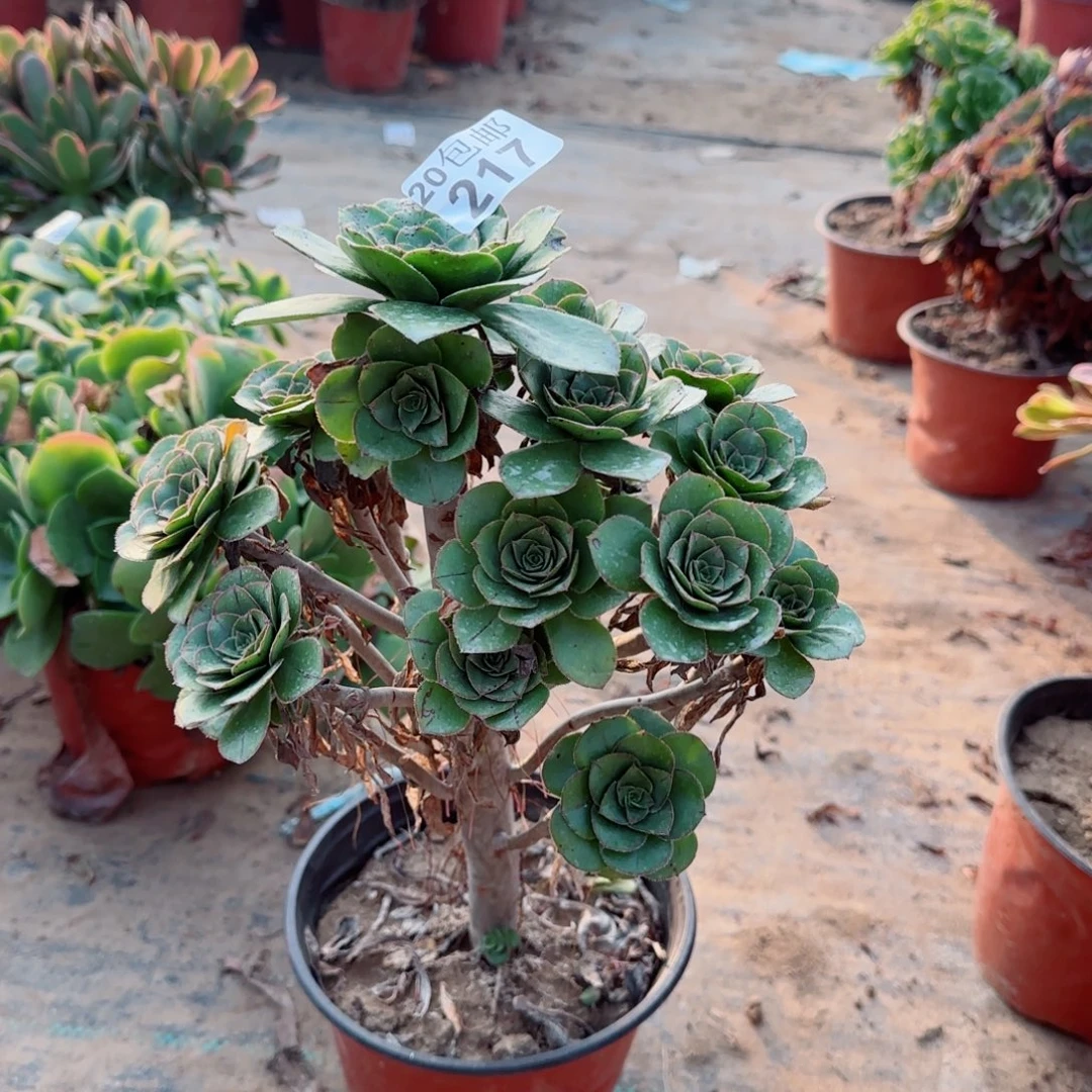 青苹果217满20包邮断枝不包