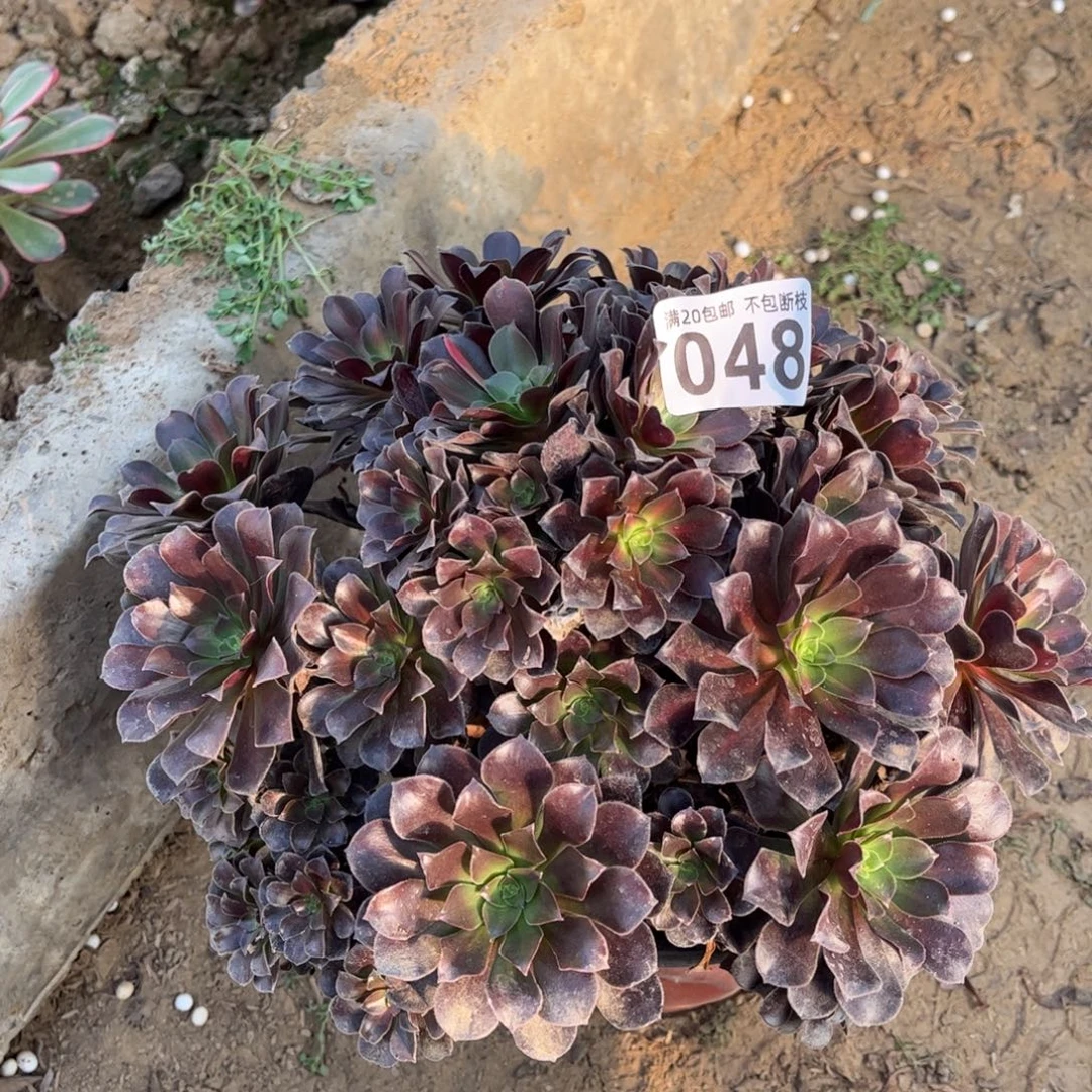花纳048不包断枝的