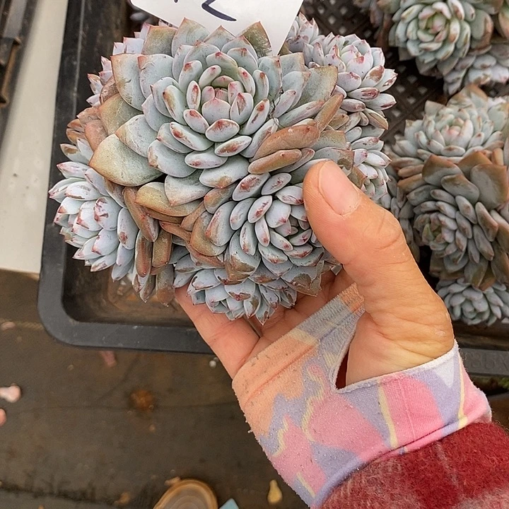星星橙群生多肉多肉12