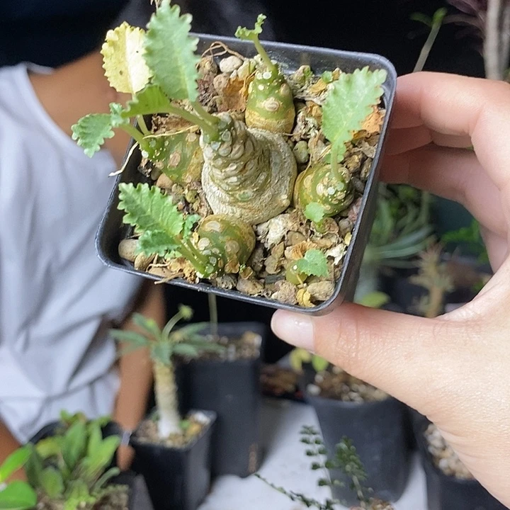 五***木霍伍德琉桑多肉块根