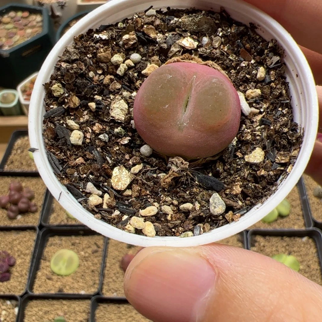 【闪购商品】122 带盆