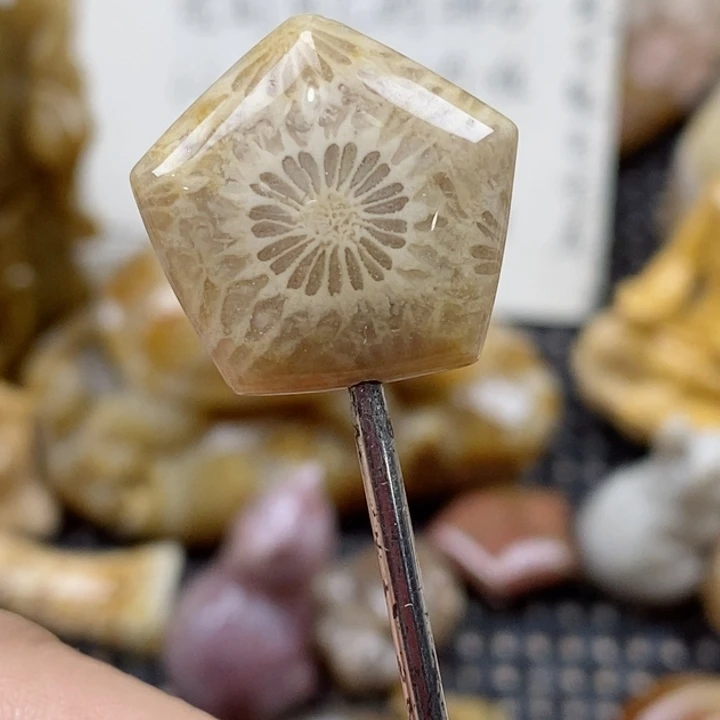 颈饰未镶嵌硅化珊瑚（珊瑚玉）小