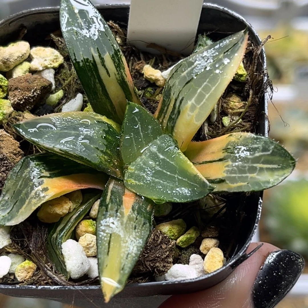 91冰河寿锦fulizhuanc