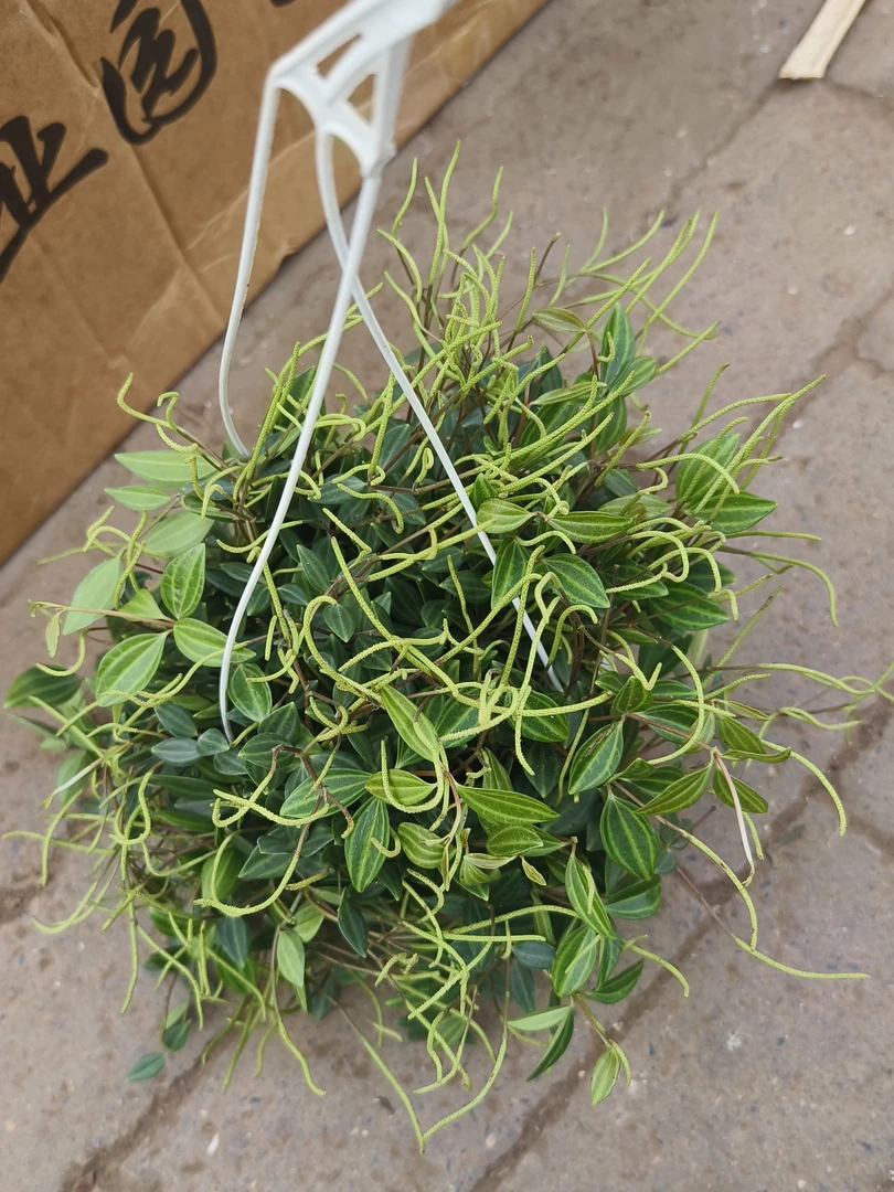 钻石翡翠盆栽绿植 破盆 瑕疵 福利无售后 拍一发二