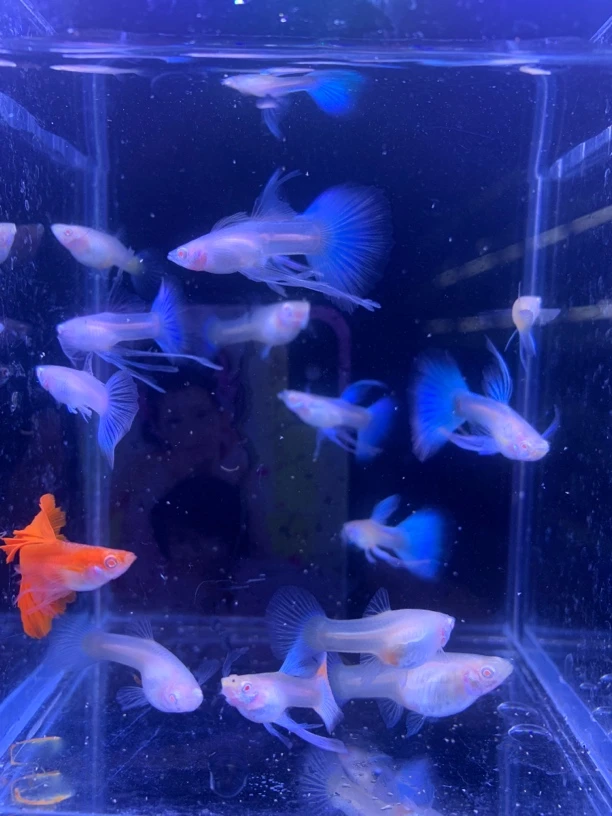 孔雀鱼天空蓝随机五条