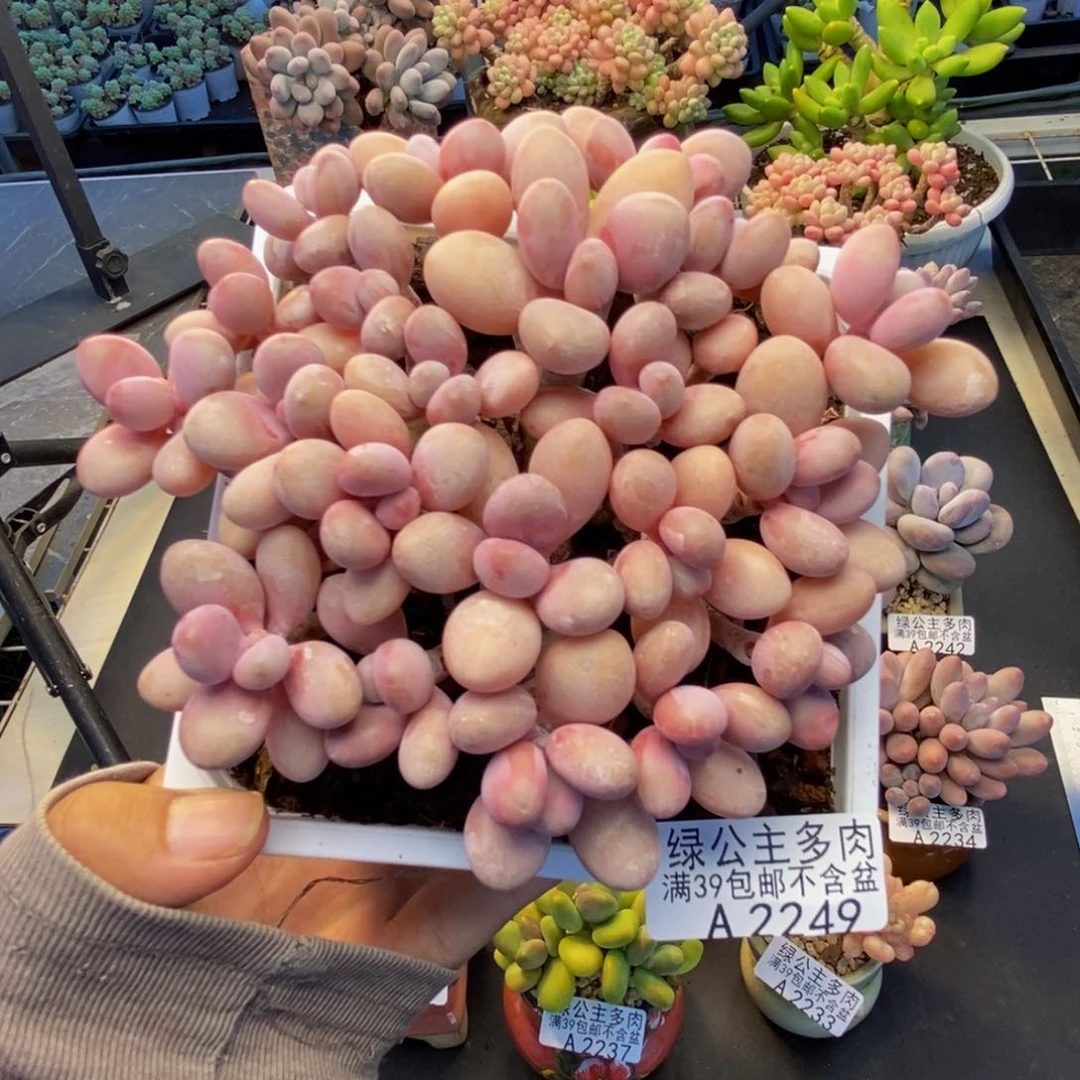 249糖果桃蛋多肉10cm有断枝