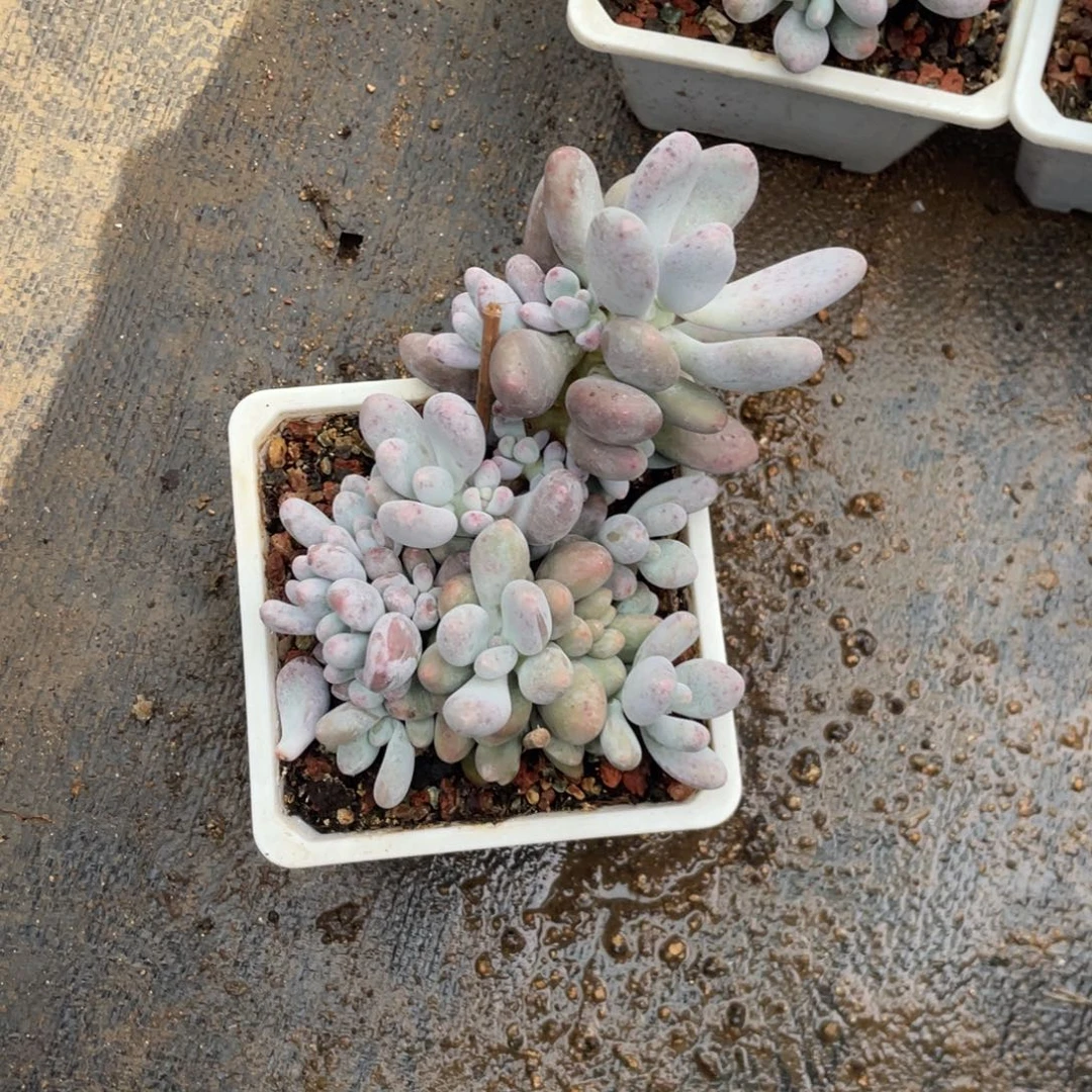 牛***羹蛋黄奶群生一个无砍