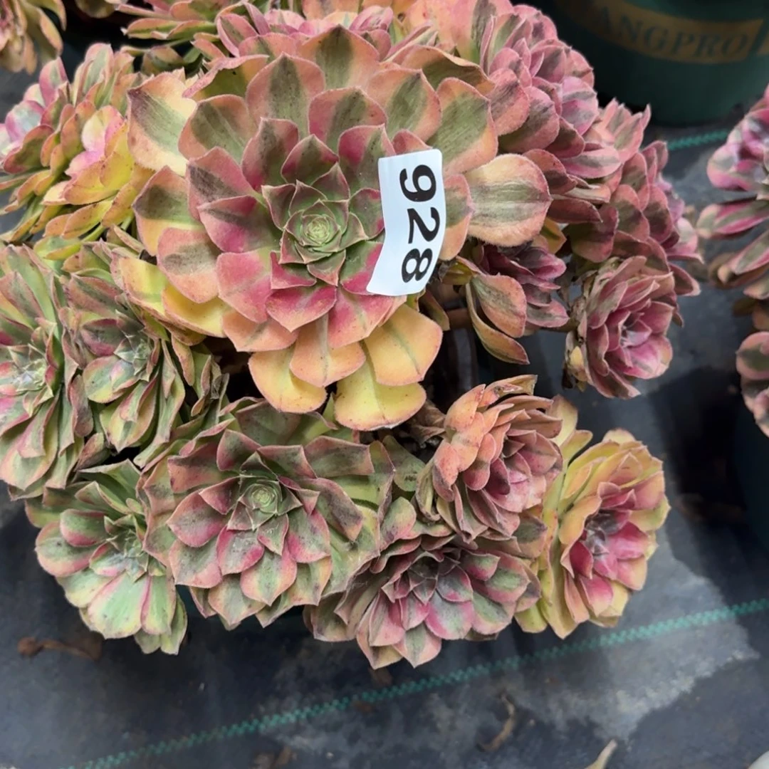 老庄雨河多肉植物928