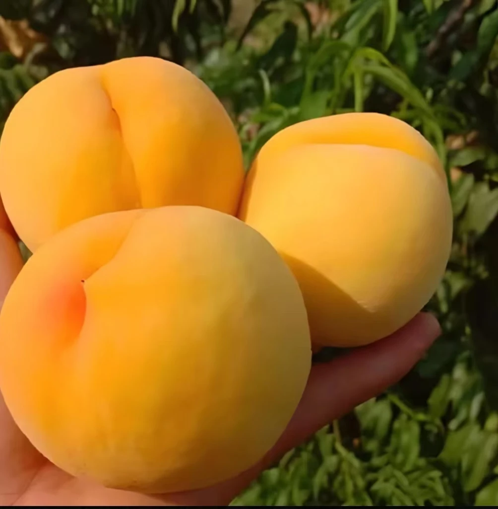 正宗砀山黄桃新鲜应季水果香甜多汁脆软两吃