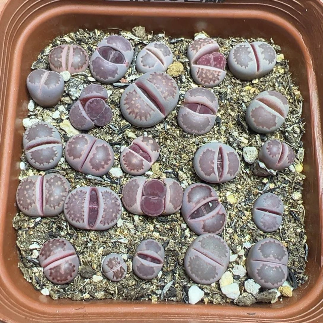 【闪购商品】 622。