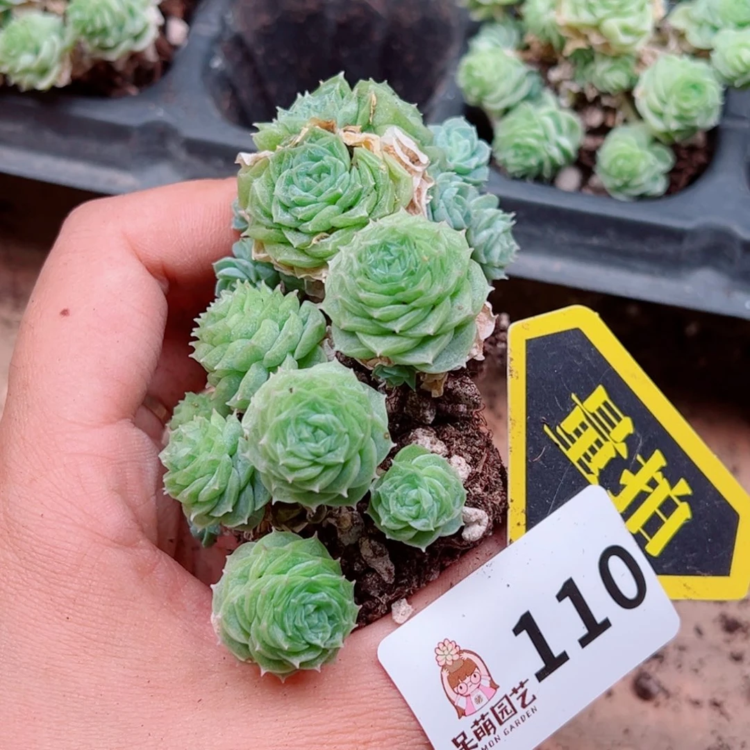 当前无花朵，栽培后可花朵