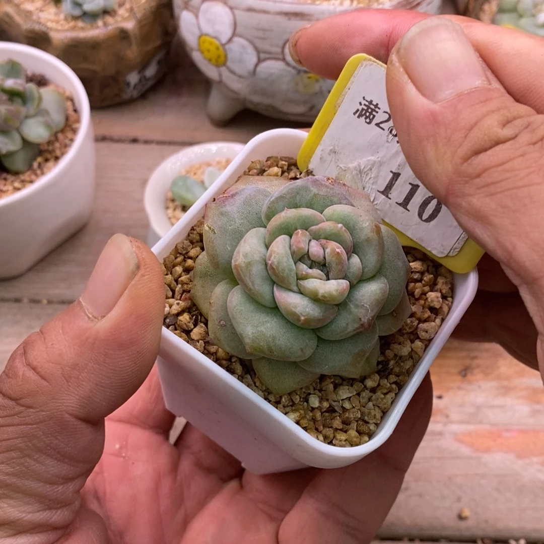 1110糖心优选石化拉丝……