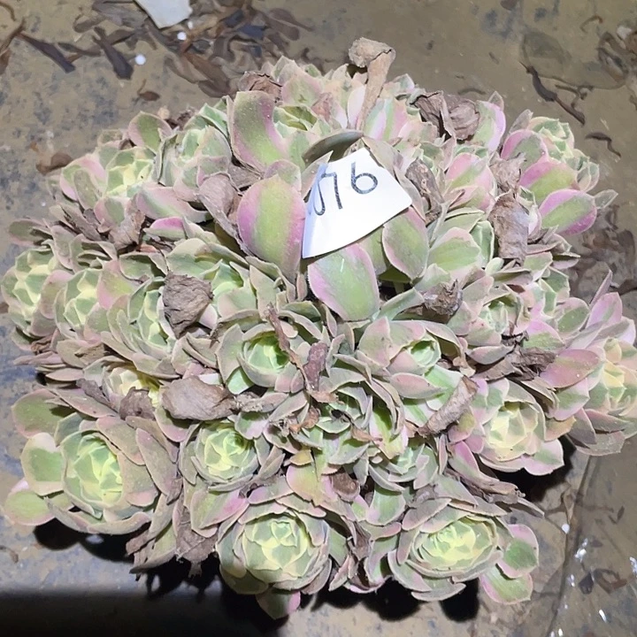 多肉植物法师76妖月