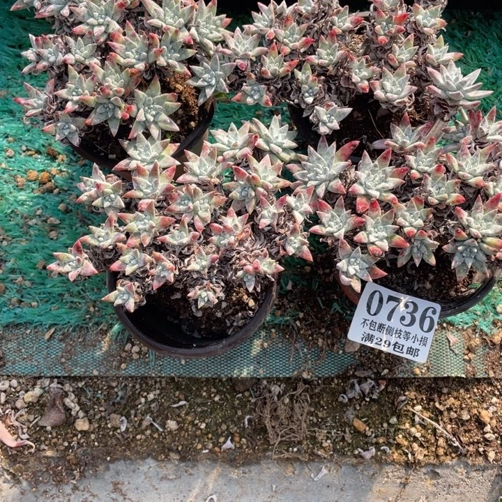 平***儿736号白菊4颗多肉植物