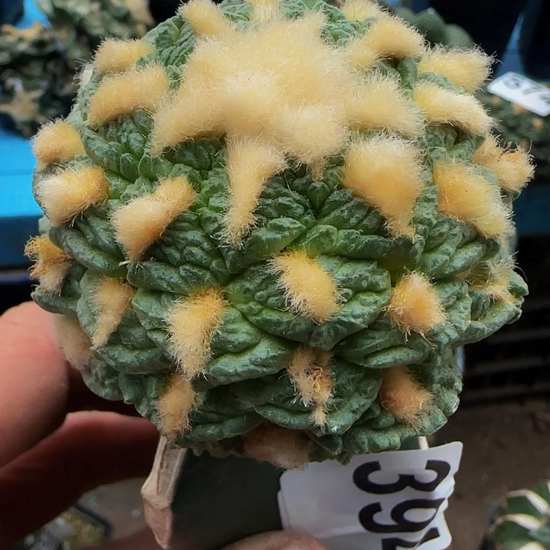 小尤龟甲394仙人球开花
