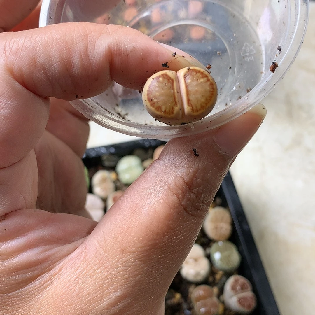 淘****儿G203多肉植物保护