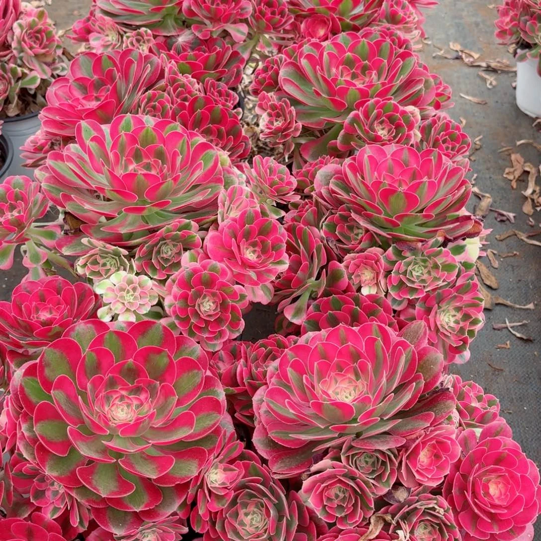 180粉女巫捧花多肉法师量拍一颗