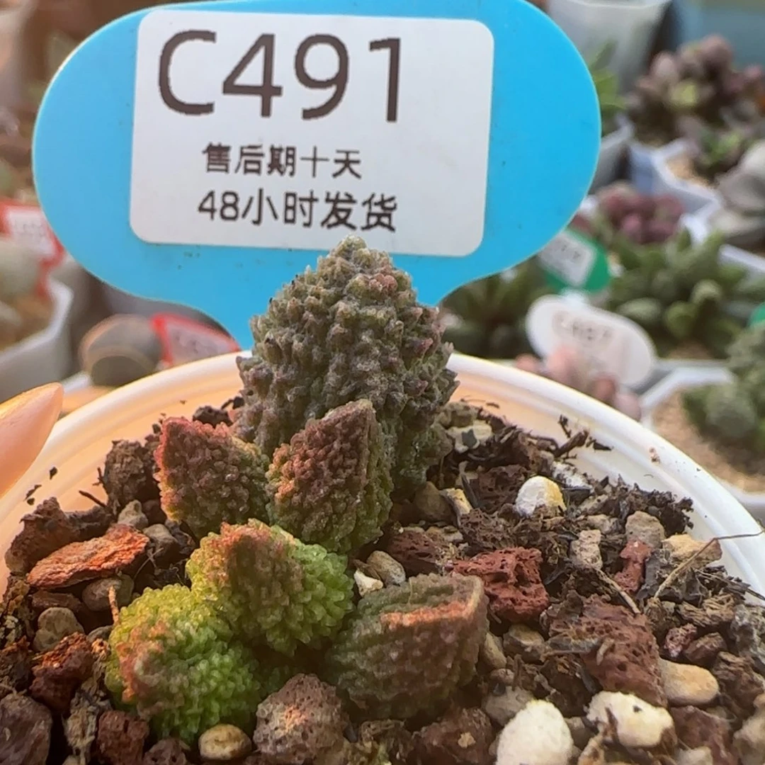 朱紫玉多肉水泡。    491。