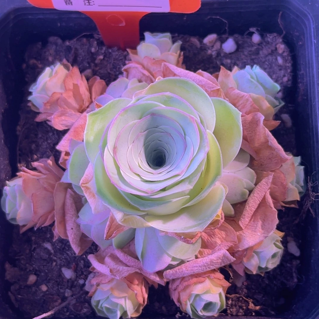 大姝帕一物一拍A299