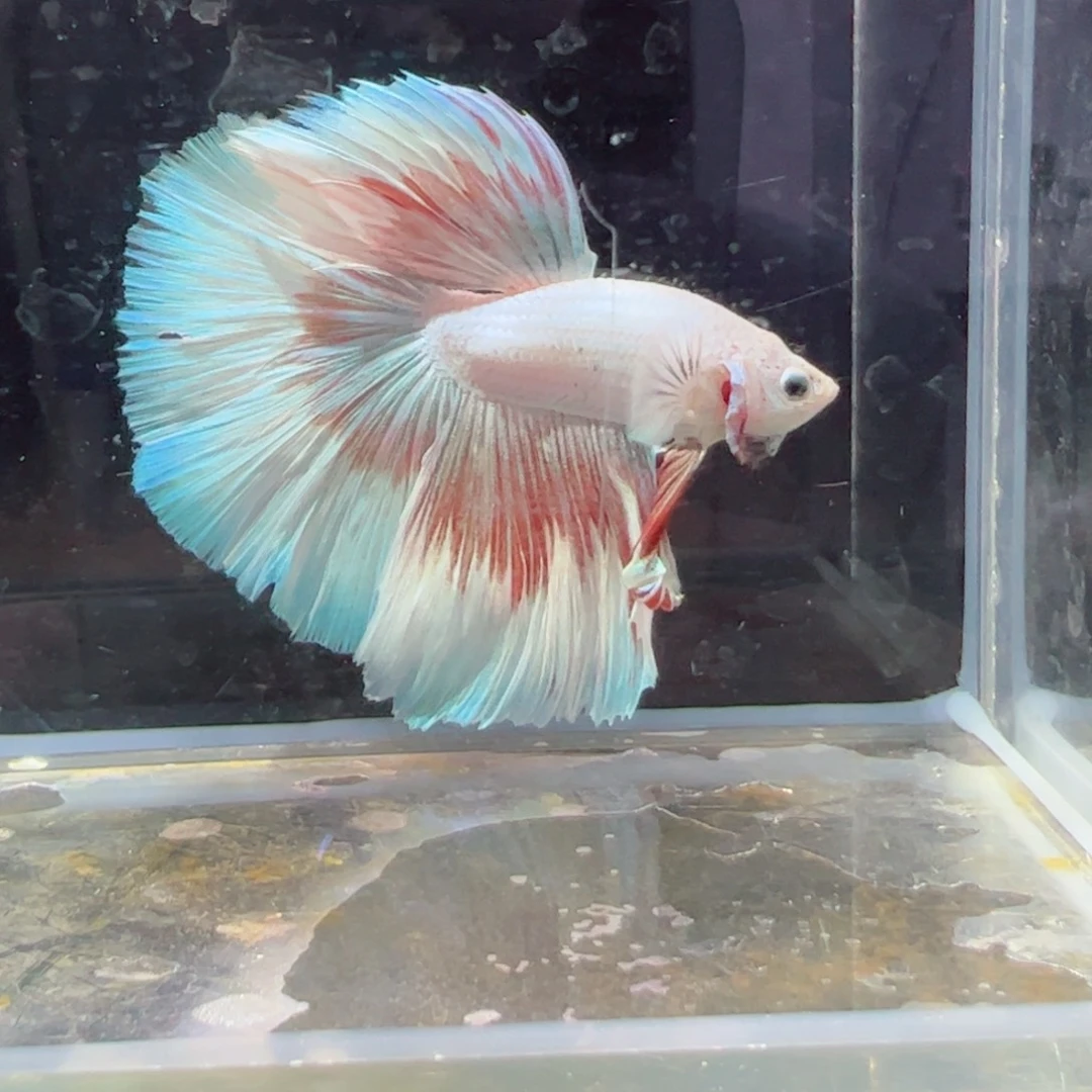 斗鱼浅色特殊尾hhhh