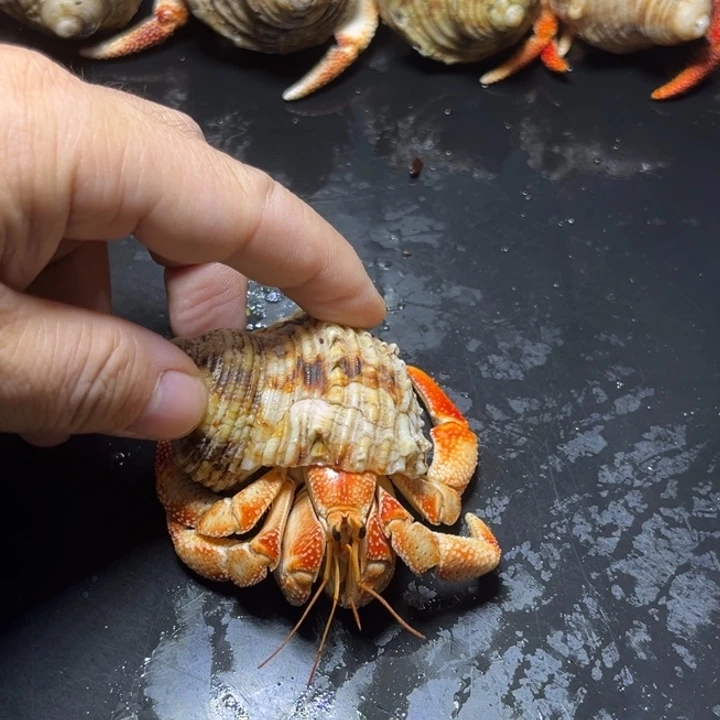 闪4号毛球2.8口径