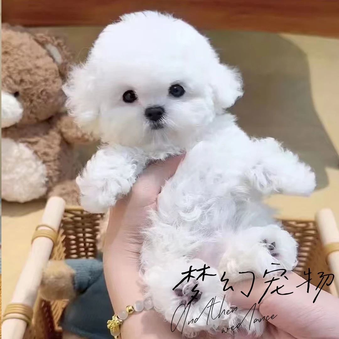 博美 比熊 泰迪泰迪熊马尔泰 约克夏 马尔济斯 雪纳瑞 西高地